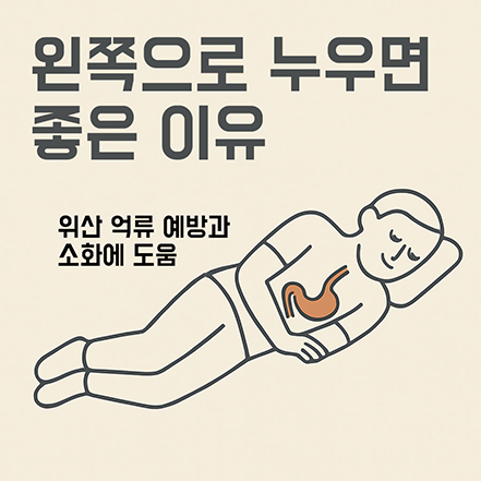 Read more about the article 왼쪽으로 눕는 자세가 좋은 이유 – 위산 역류 예방과 소화에 효과적
