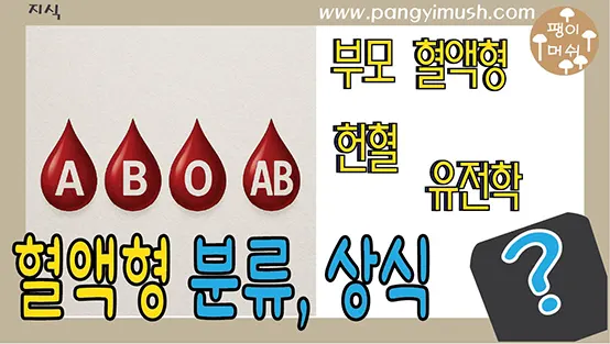 Read more about the article 혈액형 정리 – A, B, AB, O형 분류와 부모 혈액형별 자녀 혈액형 가능성과 Rh+, Rh−, 수혈 상식까지