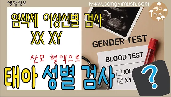 Read more about the article 산모의 혈액으로 태아 성별 검사하는 – 염색체 이상선별 검사의 원리와 생명의 신비